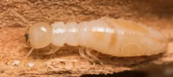 Un termite ouvrier dans sa termitière.