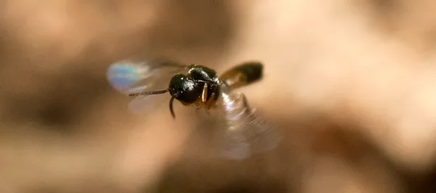 Petite guêpe braconide parasitoïde noire et marron en vol au dessus d'une fourmi. La guêpe appartient au genre Elasmosoma.