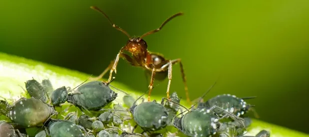 Des fourmis du genre Lasius avec des pucerons du noyer sur une feuille de noyer.