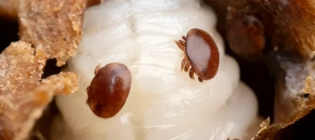 Deux varroas bruns rouges sur une larve d'abeille blanche dans une cellule de ruche