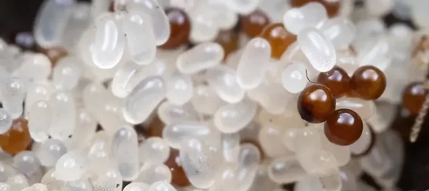 Un champignon parasite d'oeufs de termites, formant des boules brunes, vu dans un nid de termites dans un tas d'oeufs blancs.