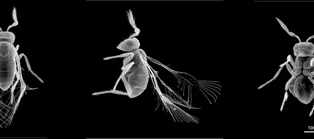 Trois photographies prises au microscope à balayage électronique montrant une minuscule guêpe de l'espèce Megaphragma mymaripenne.