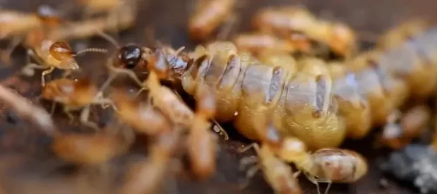 Des termites et leur reine dans les galeries d'une termitière.