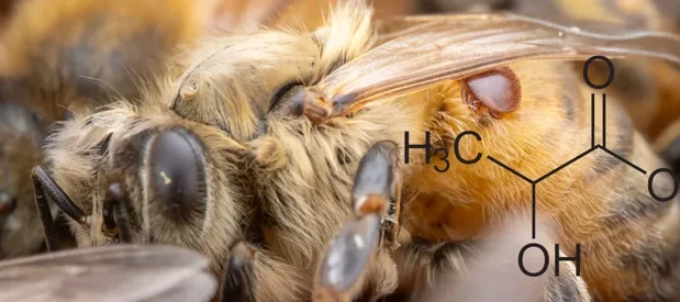 Macro photographie d'un varroa rouge visible sur le corps d'une abeille mellifère