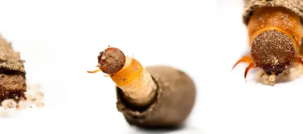 Larve d'un insecte de l'ordre des coléoptères et du genre Clytra. Cette larve s'introduit dans les fourmilières et mange les larves de fourmis. La larve a une tête brune sclérifiée avec un thorax orange et un fourreau en argile.