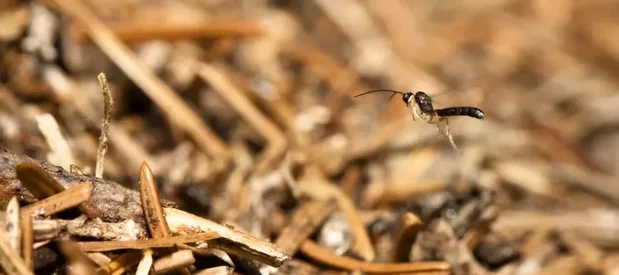 Une guêpe parasite de fourmis survole l'entrée d'un nid de fourmis rousses.