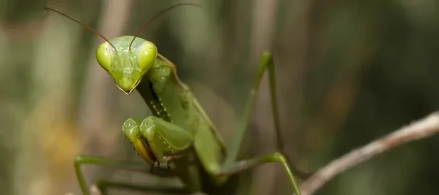 Mantis religiosa, la mante religieuse verte, postée sur une brindille.