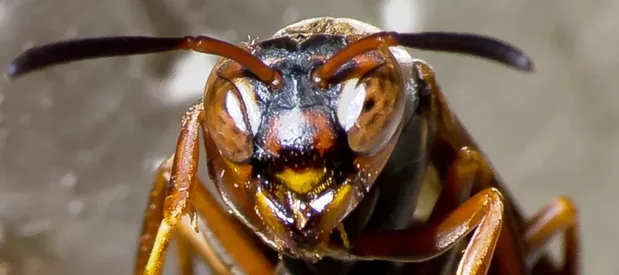Gros plan sur une guêpe de l'espèce Polistes fuscatus, un insecte capable de reconnaître d'autres guêpes.