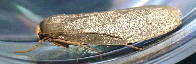 Papillon de nuit appelé petite fausse-teigne des cires ou petite fausse-teigne des ruches, Achroia grisella, vu de profil dans un tube.