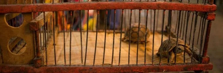 Une tortue dans une cage sur un marché.