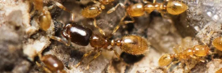 Macrophotographie dans la nature de fourmis Solenopsis orbula avec des majors à têtes noires. Ce sont de très petites fourmis jaunes à part pour les majors.
