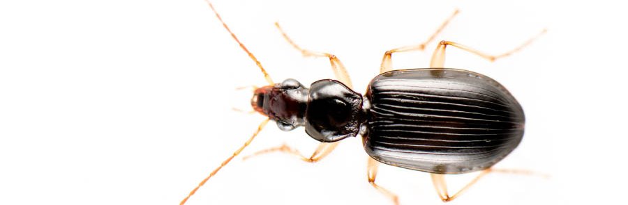 Petit insecte noir brun et marron avec des pattes claires et une cuticule brillante. C'est un coléoptère ou carabe.