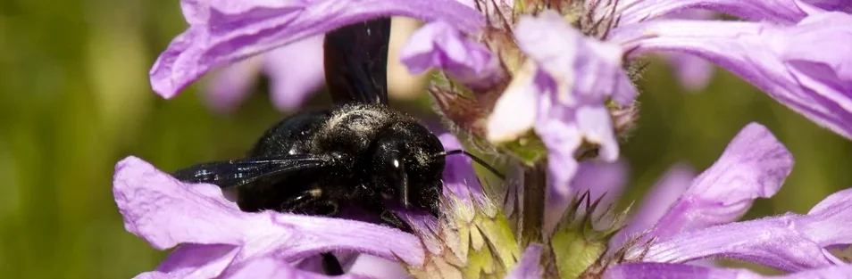 Xylocope violet butinant une fleur violette, grande abeille noire de France.